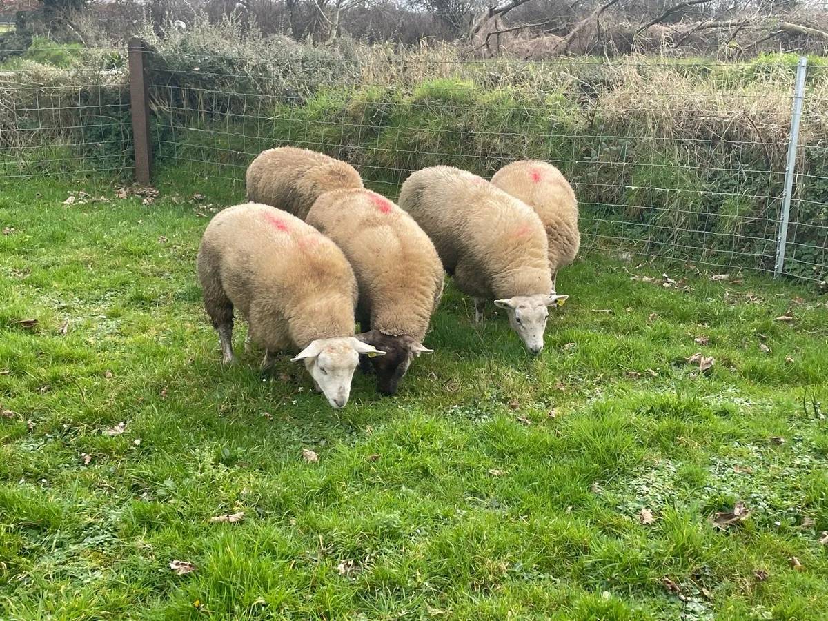 Ewe lambs - Image 1