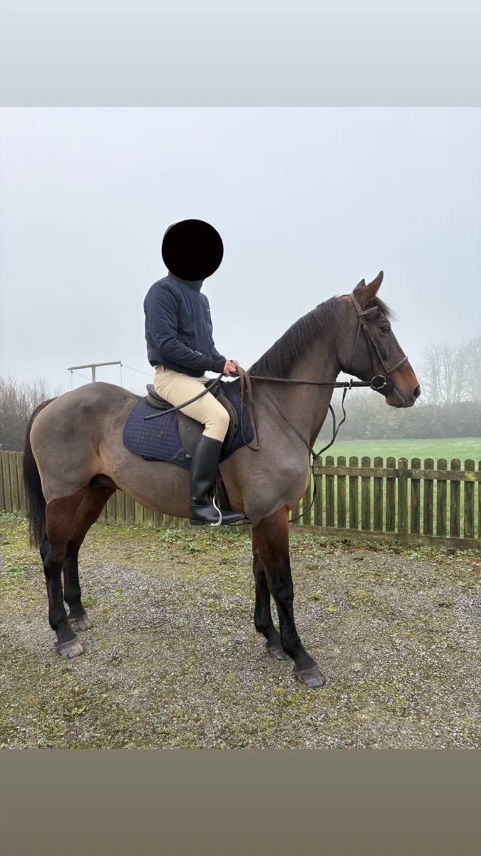 Hunting mare - Image 1