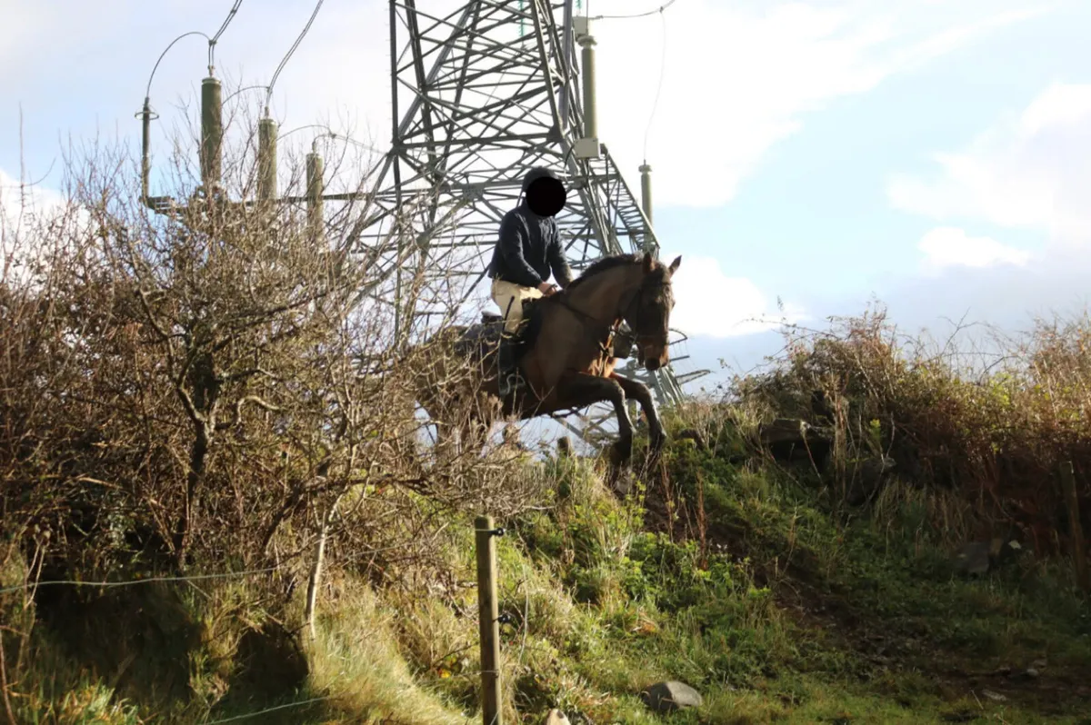 Hunting mare - Image 2