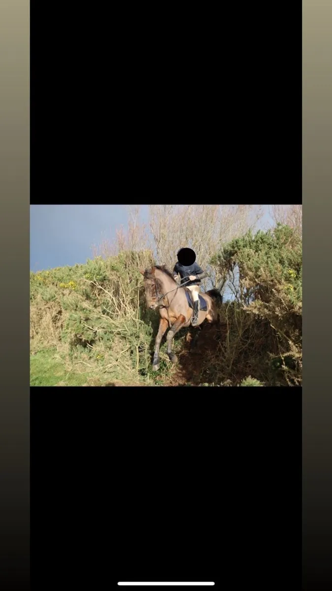 Hunting mare - Image 3