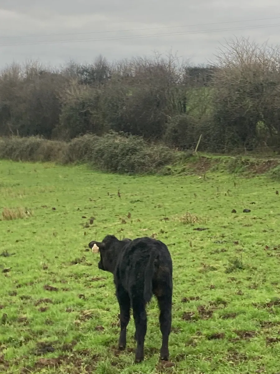 Cow and calf - Image 2