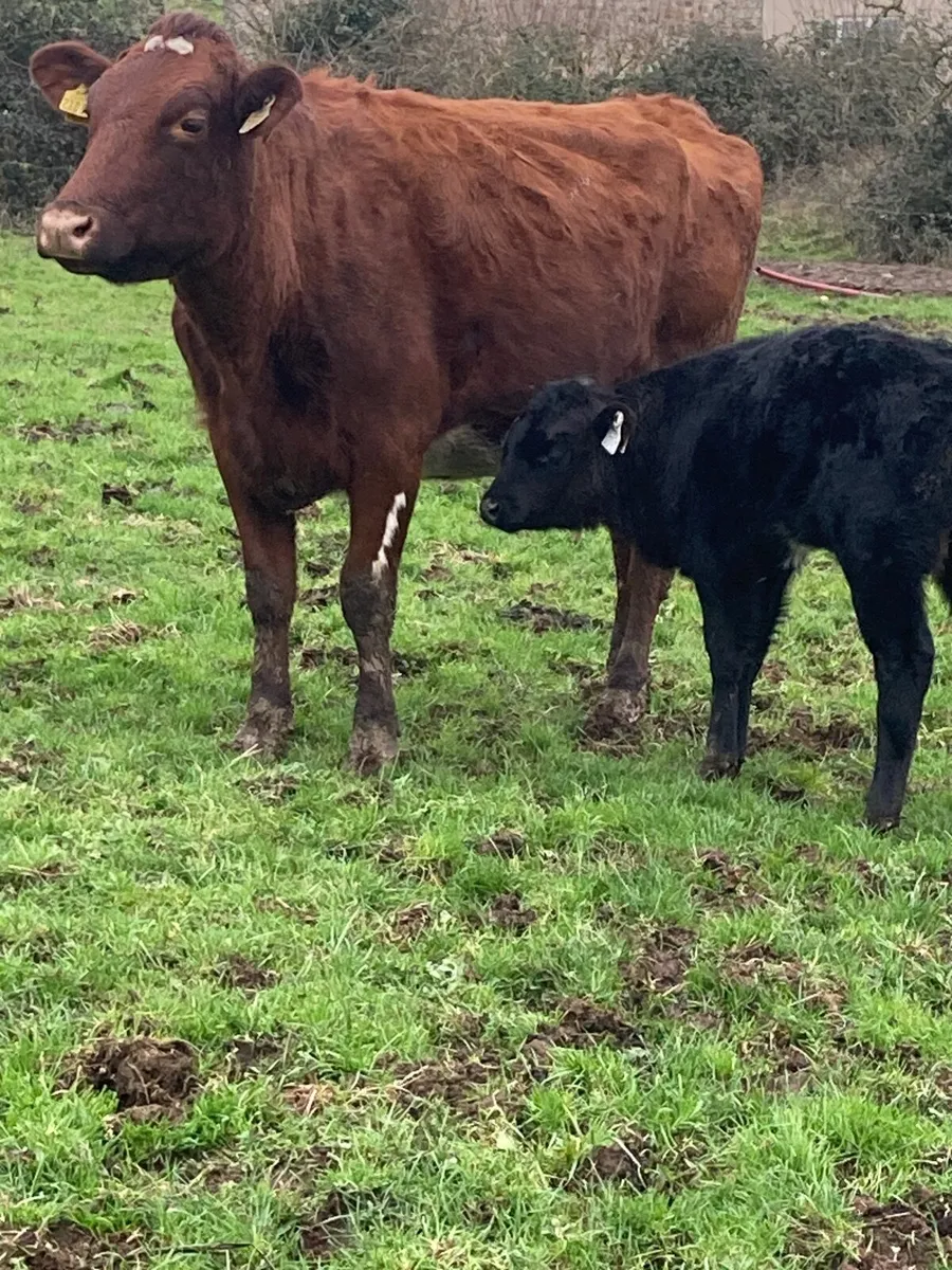 Cow and calf - Image 1