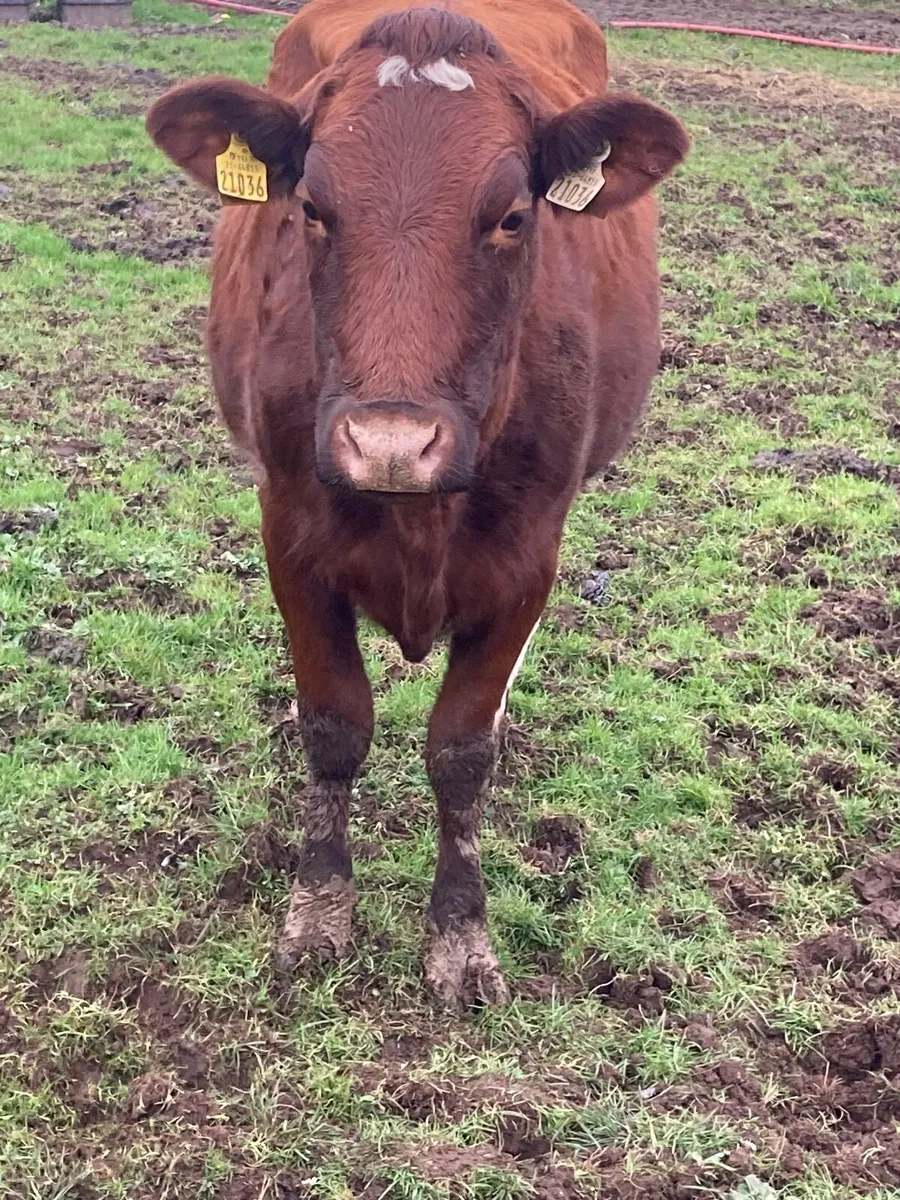 Cow and calf - Image 4