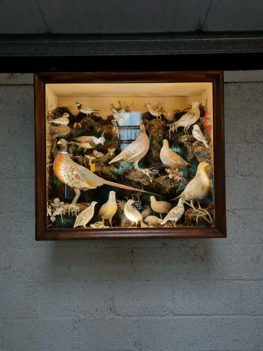 21 Bird Taxidermy Display  (Circa 1937) - Image 3