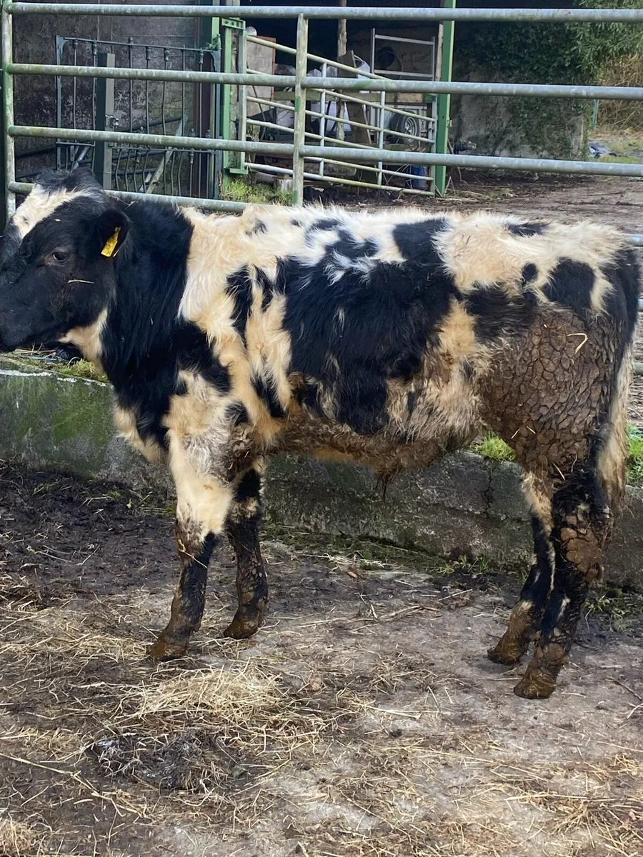 Blue and Hereford bullocks . Weanlings - Image 2