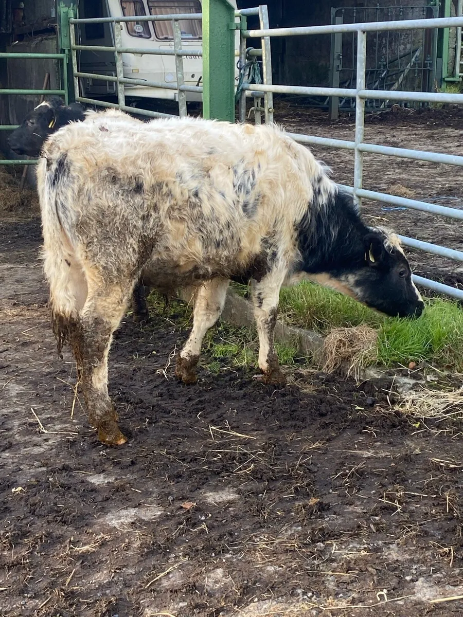 Blue and Hereford bullocks . Weanlings - Image 3
