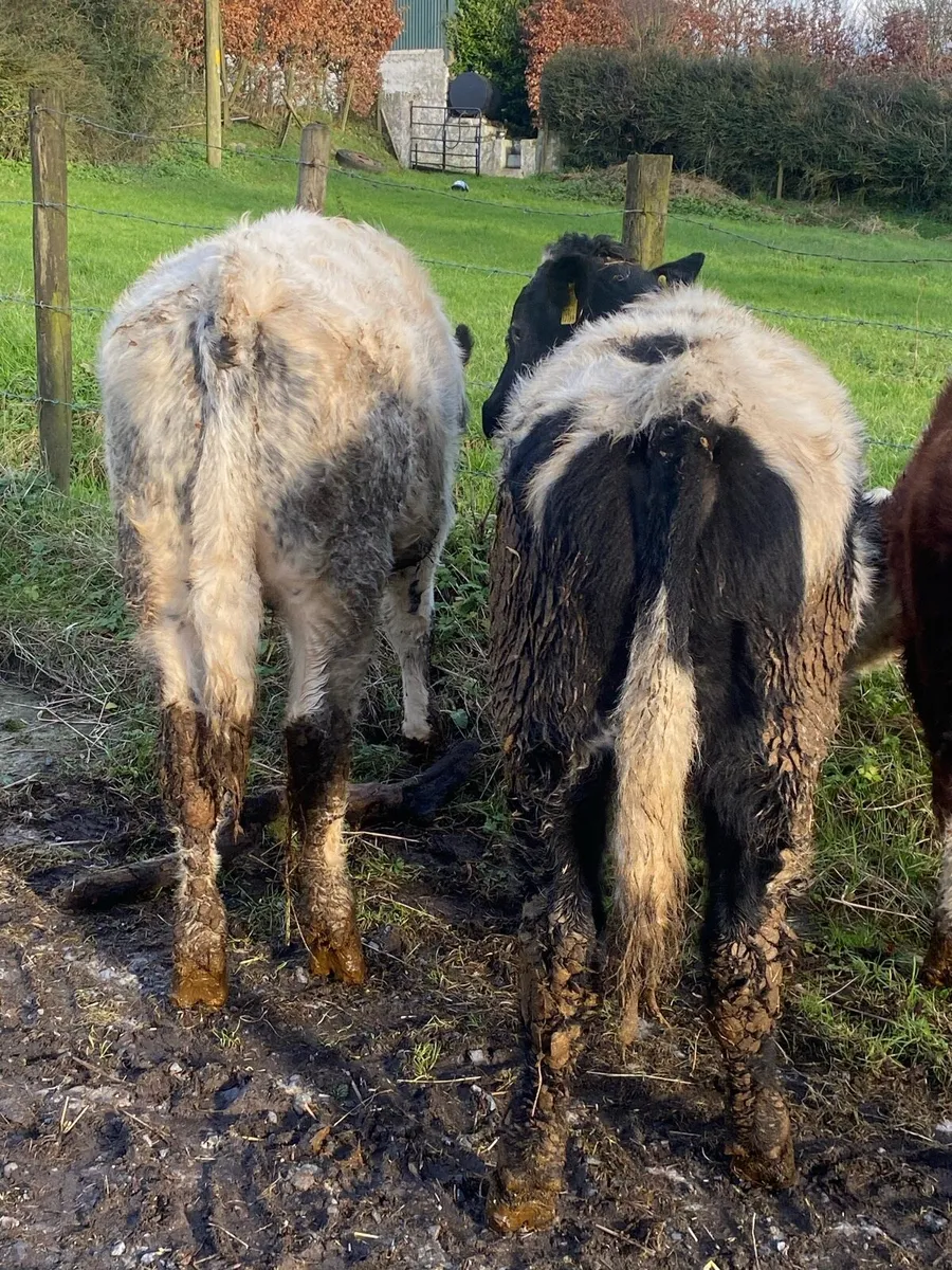 Blue and Hereford bullocks . Weanlings - Image 1