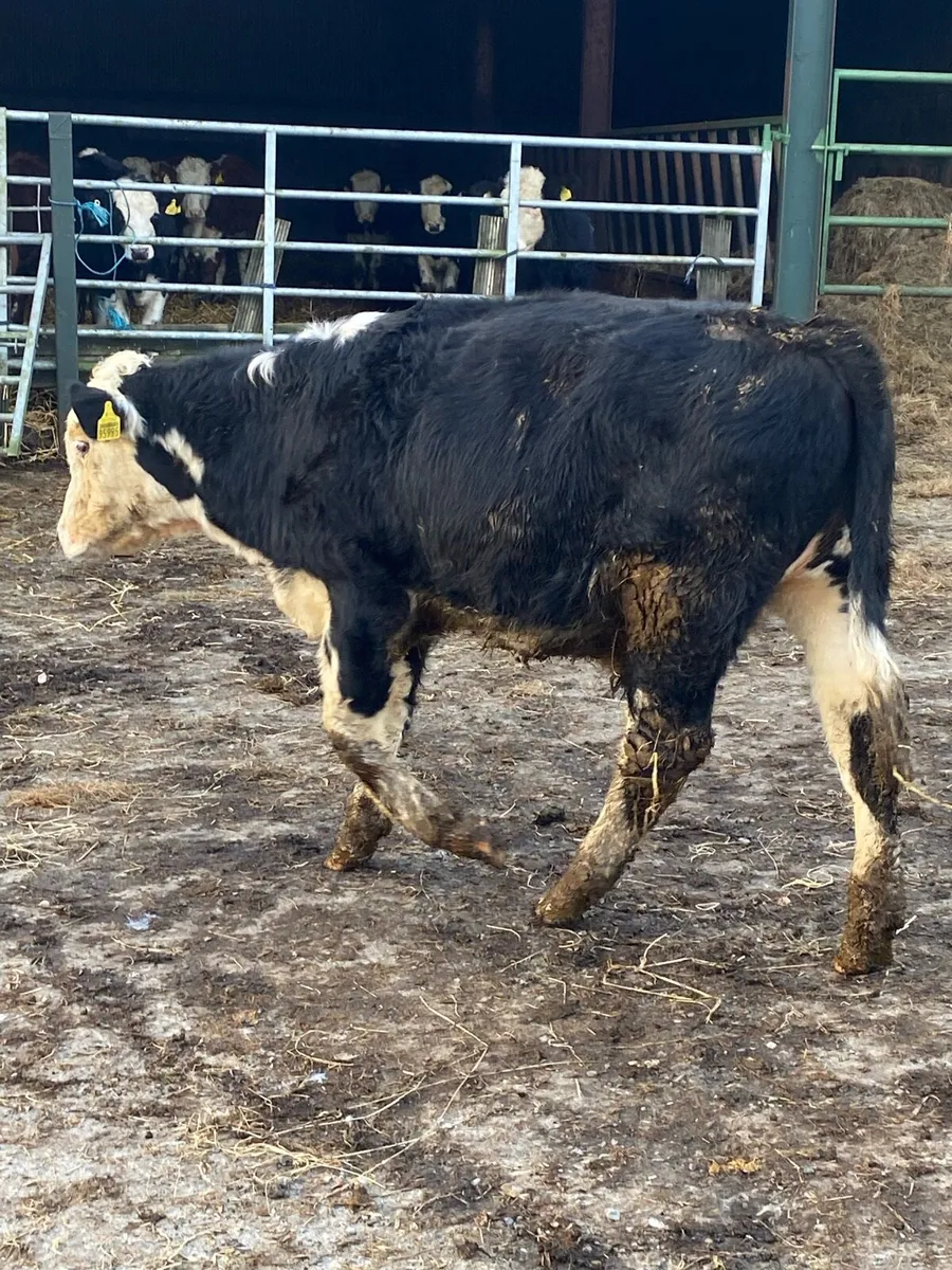 Blue and Hereford bullocks . Weanlings - Image 4