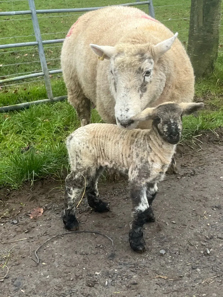 Ewes and lambs - Image 1