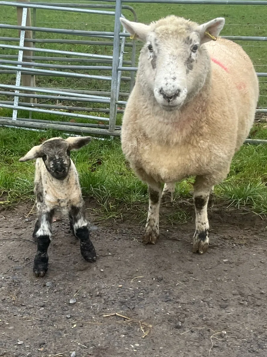 Ewes and lambs - Image 2
