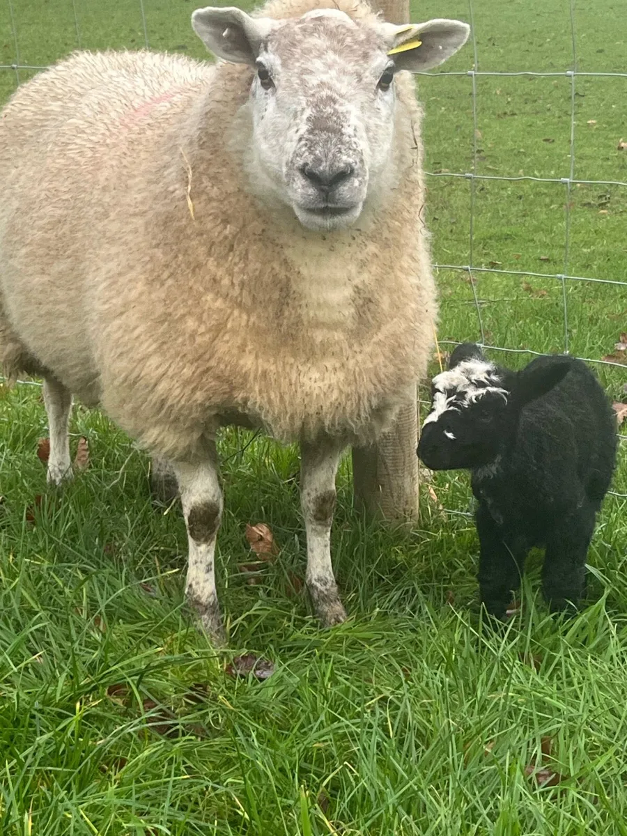 Ewes and lambs - Image 3
