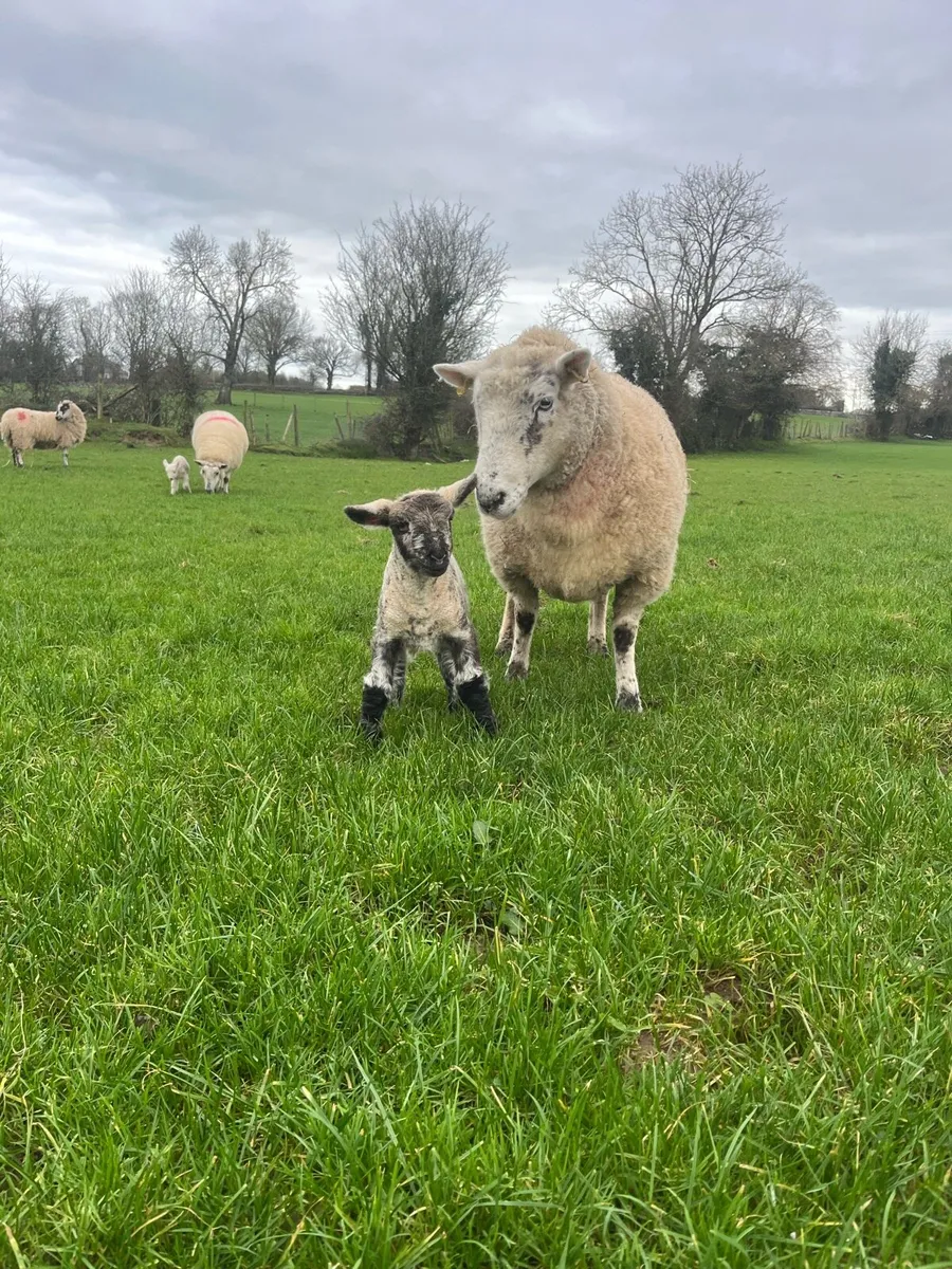 Ewes and lambs - Image 4