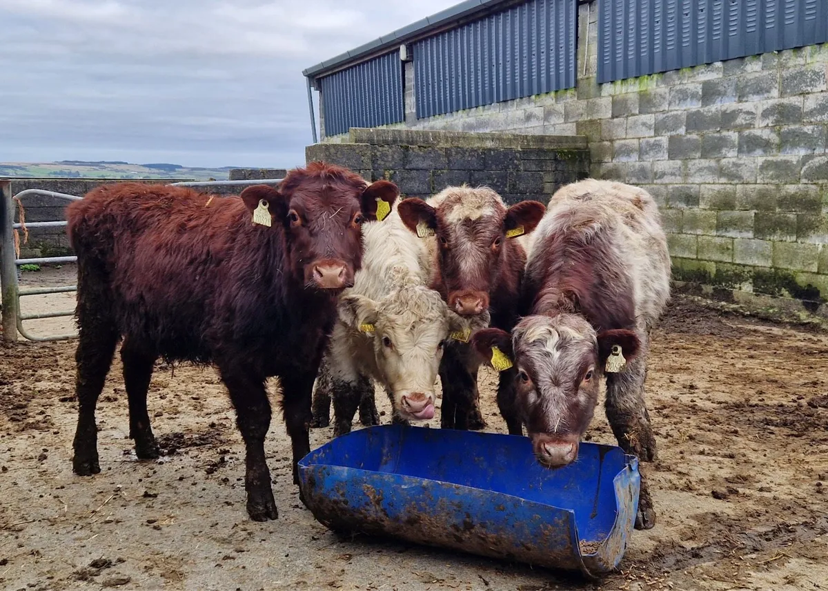 5 traditional SH heifers - Image 1
