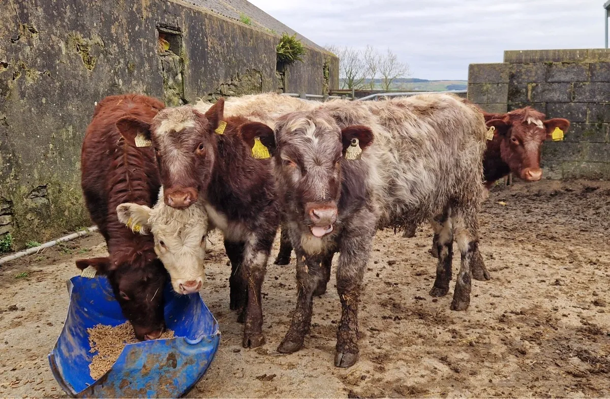 5 traditional SH heifers - Image 2