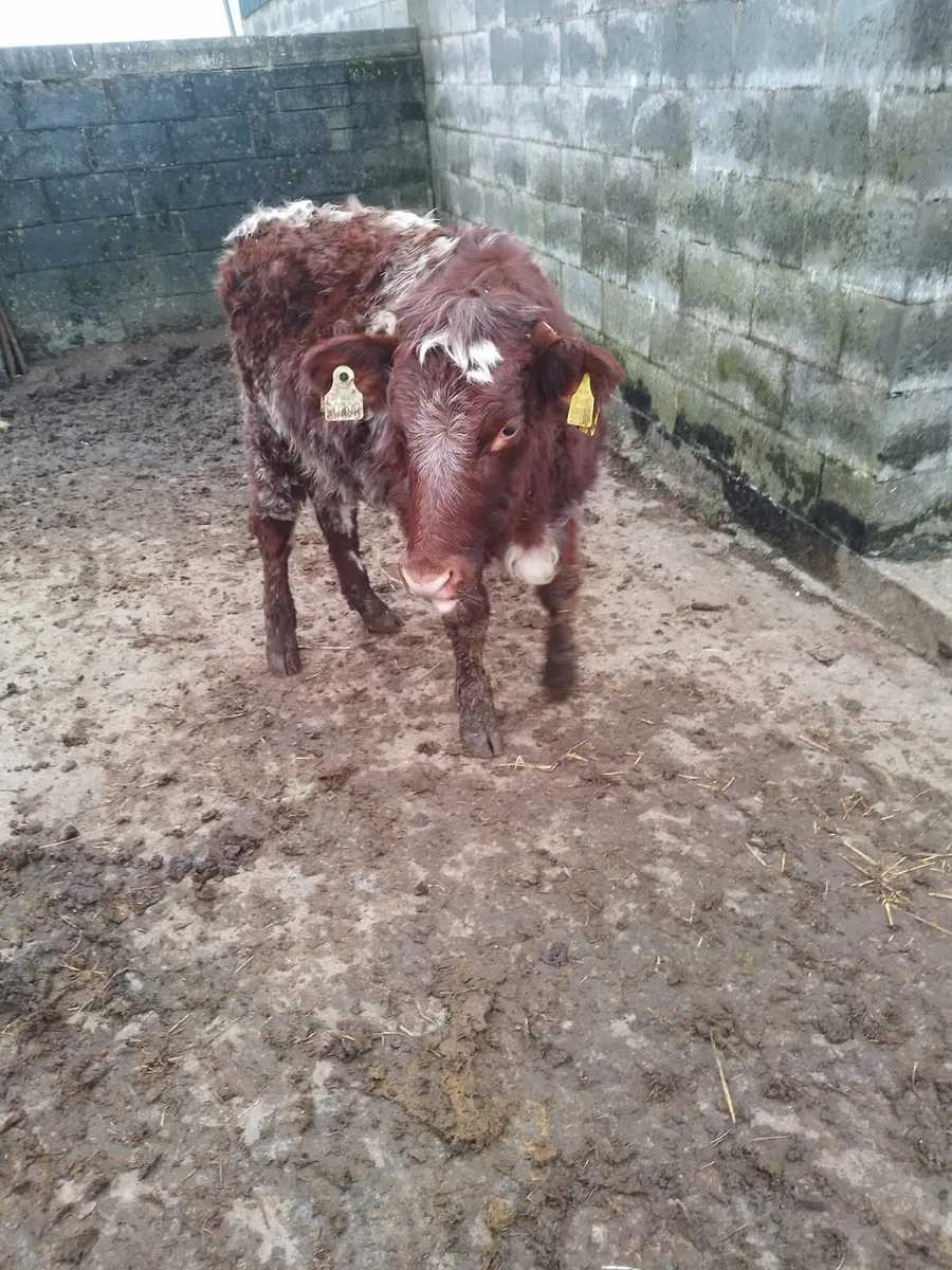 5 traditional SH heifers - Image 3