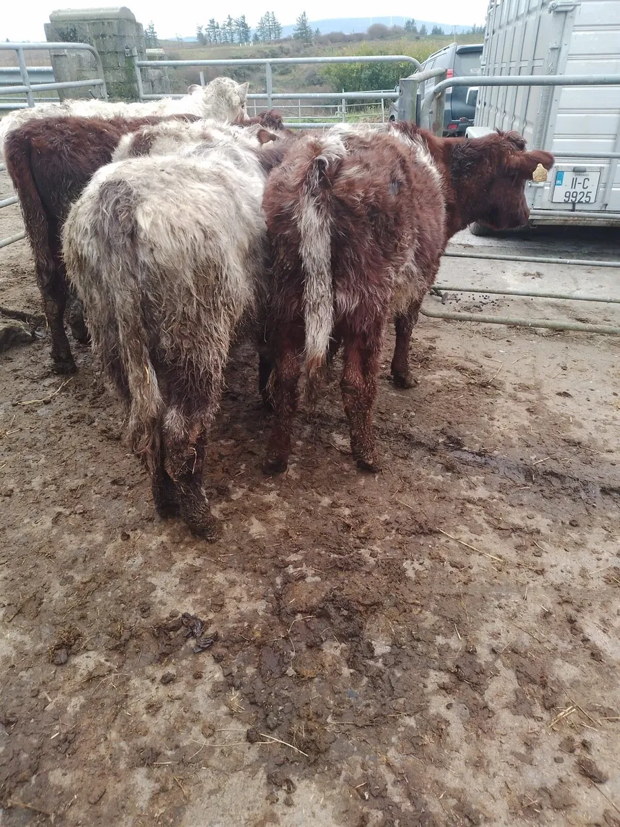 5 traditional SH heifers - Image 4