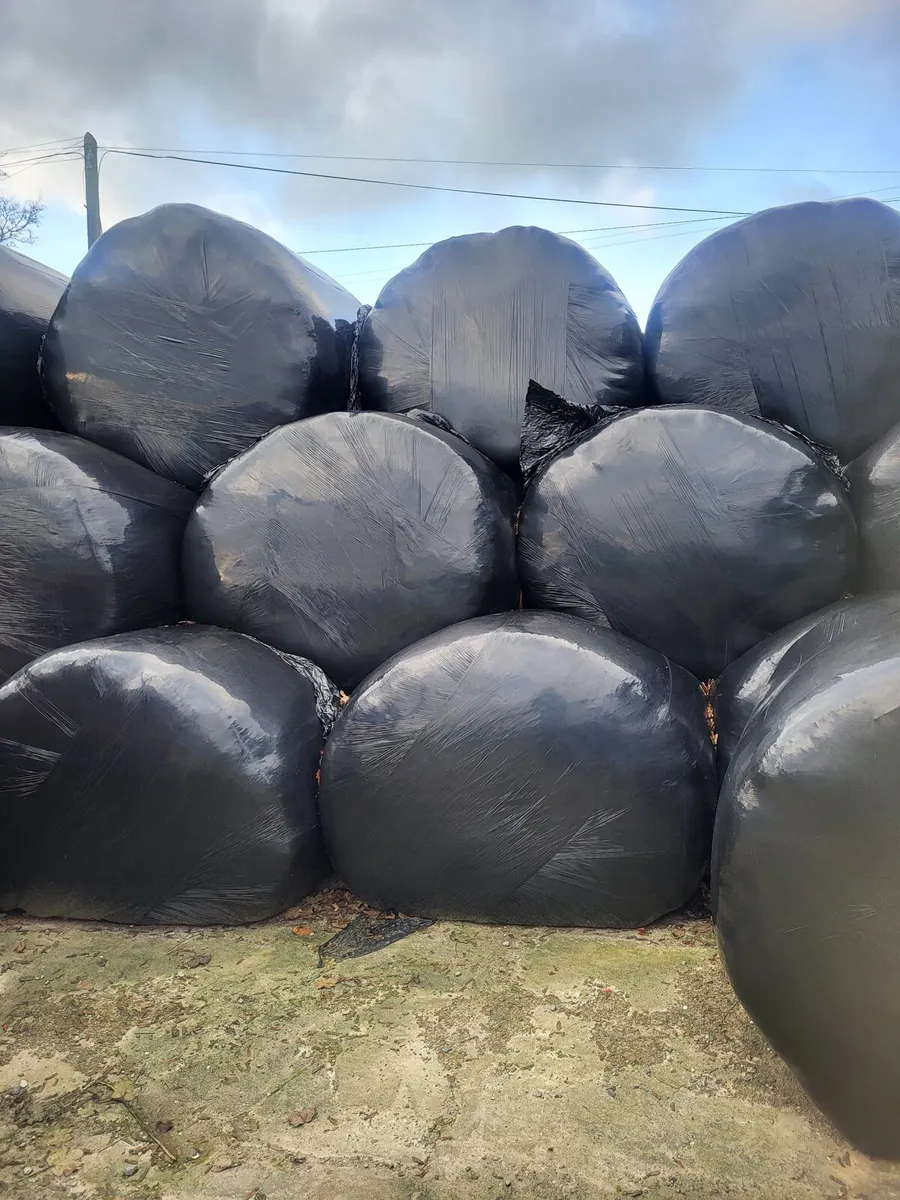 Bales of silage