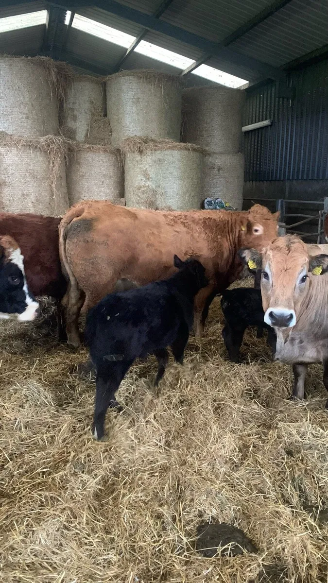 Sucklers cows - Image 2