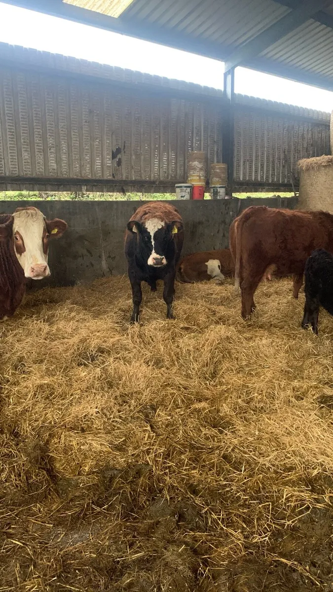 Sucklers cows - Image 3