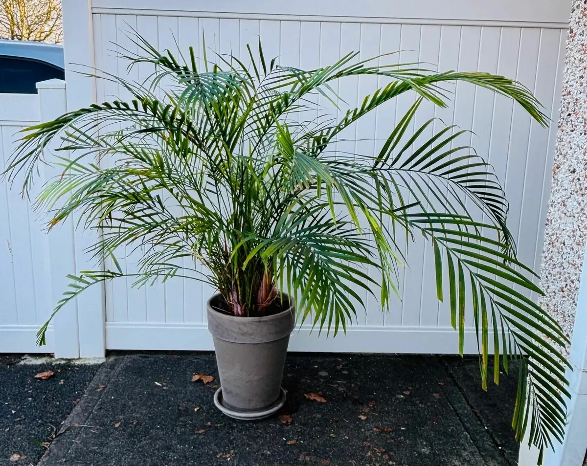 Large Kentia Palm house plant and clay pot - Image 1