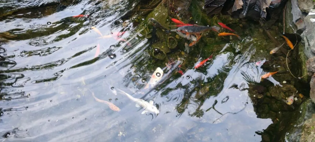 Koi and gold fish
