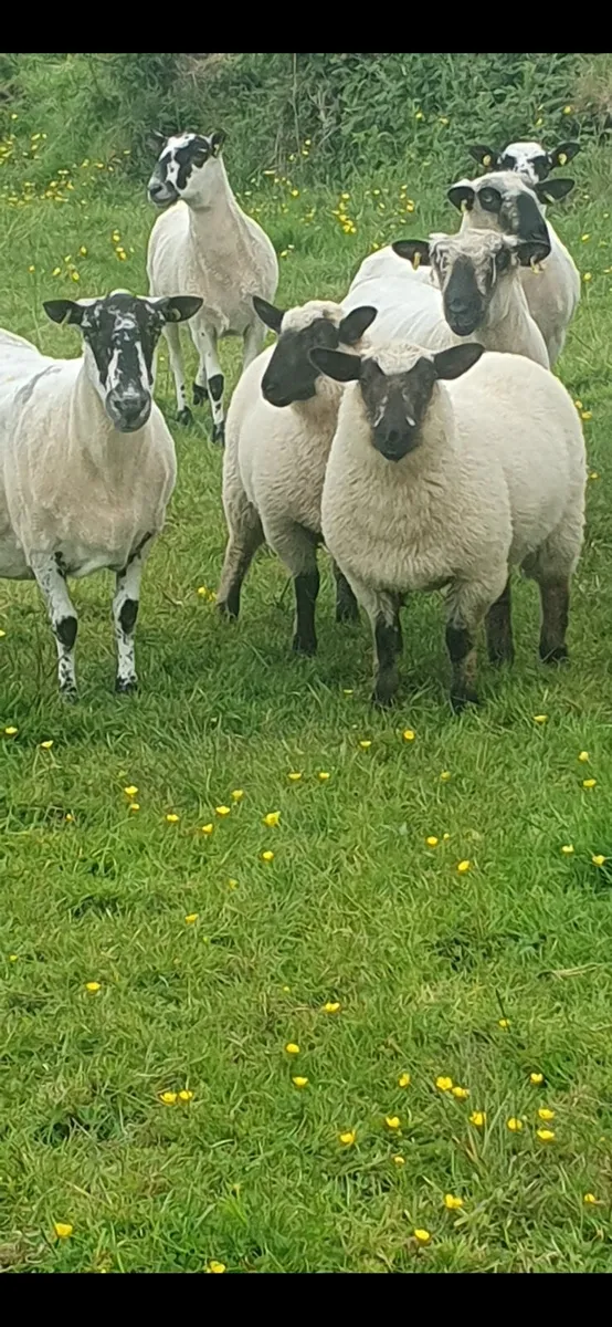 Looking for a foster ewe.