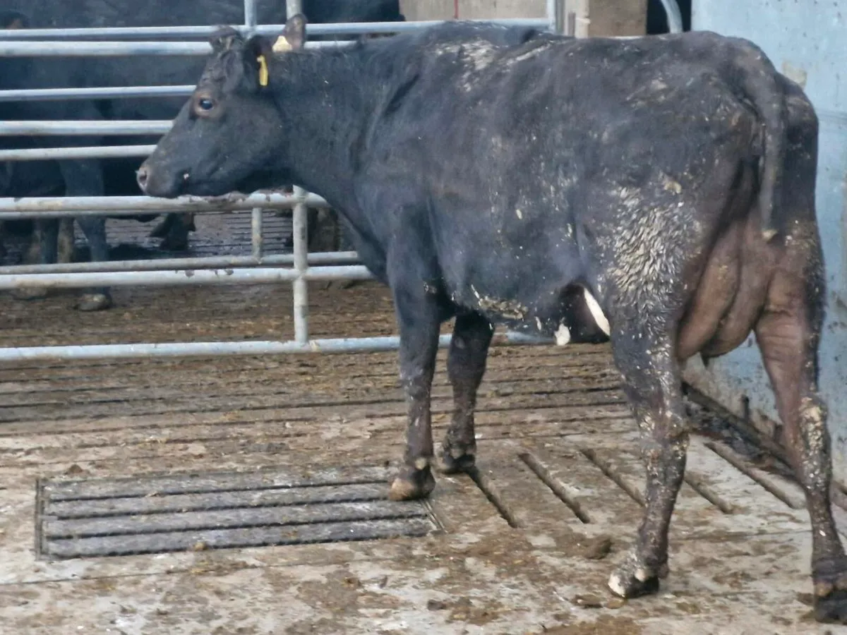 Freshly calved crossbred hfr - Image 2