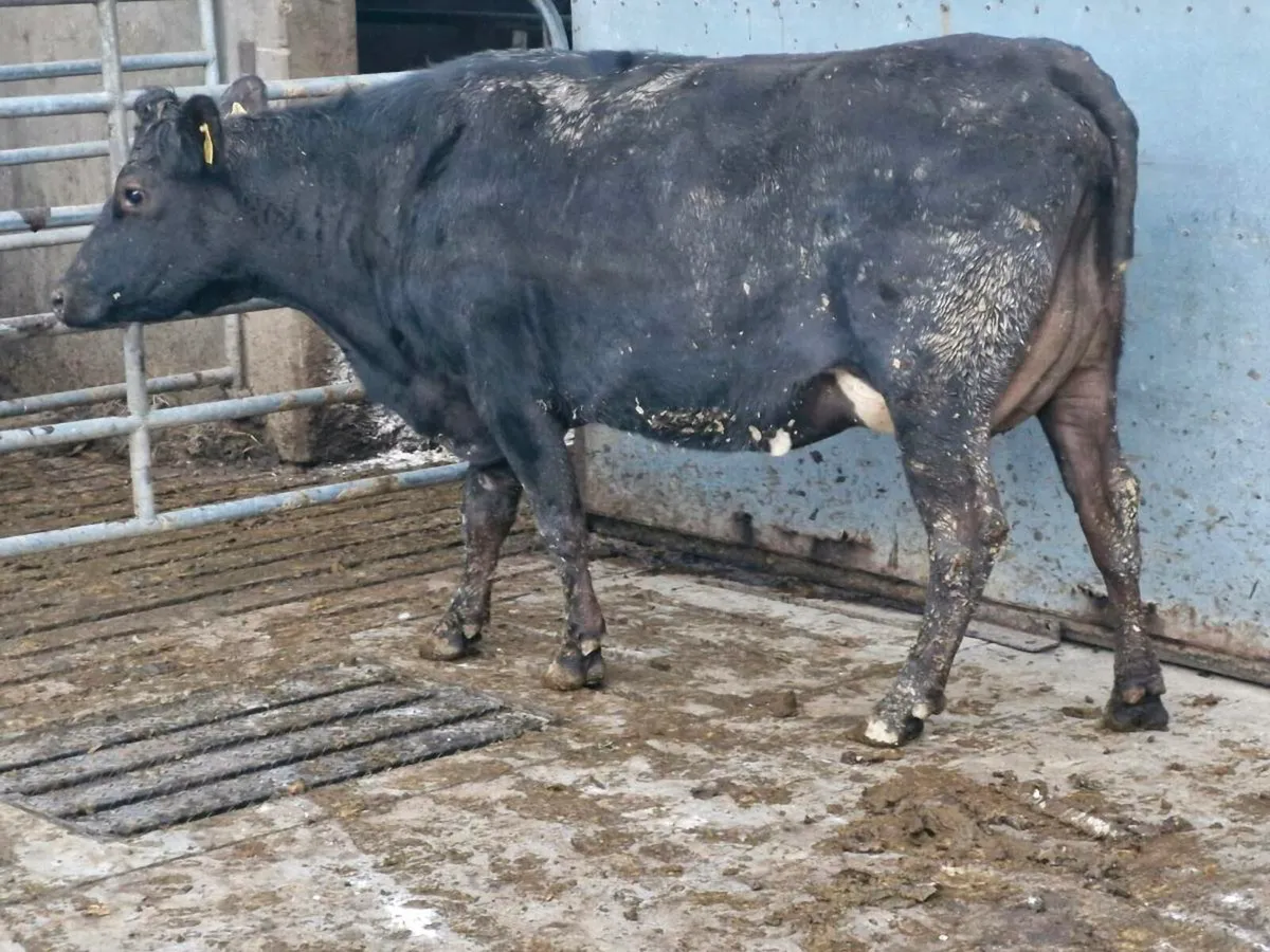 Freshly calved crossbred hfr - Image 3