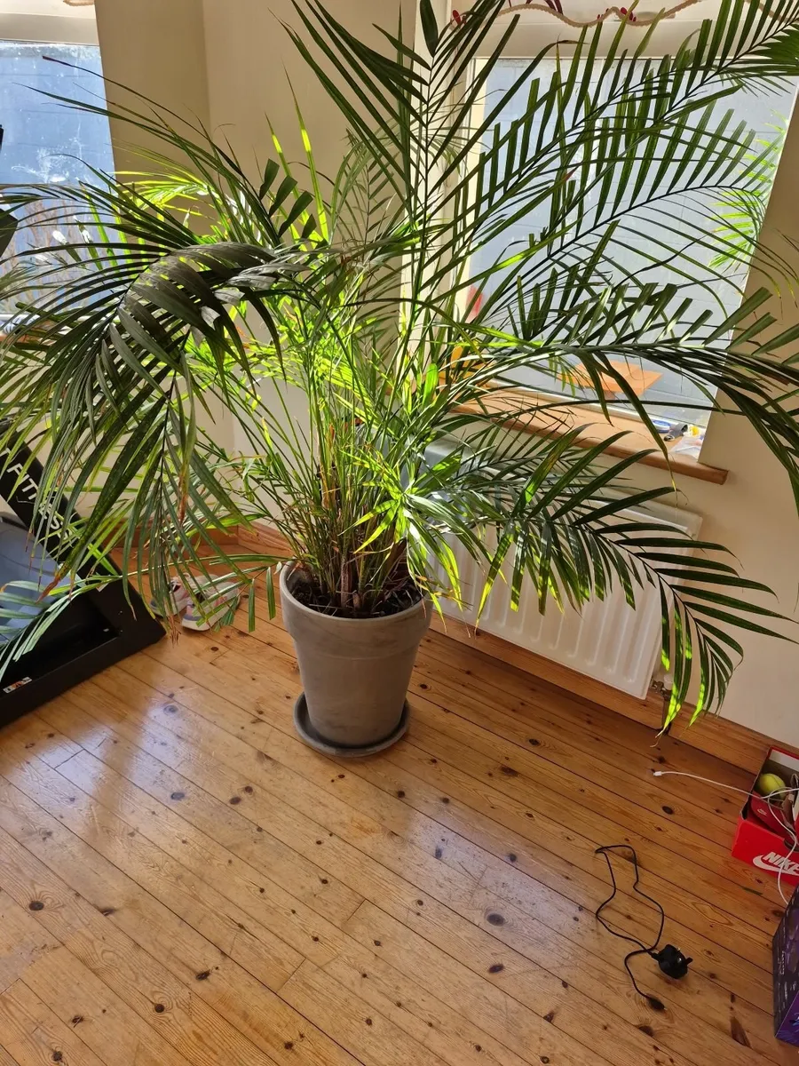 Large Kentia Palm house plant and clay pot - Image 4