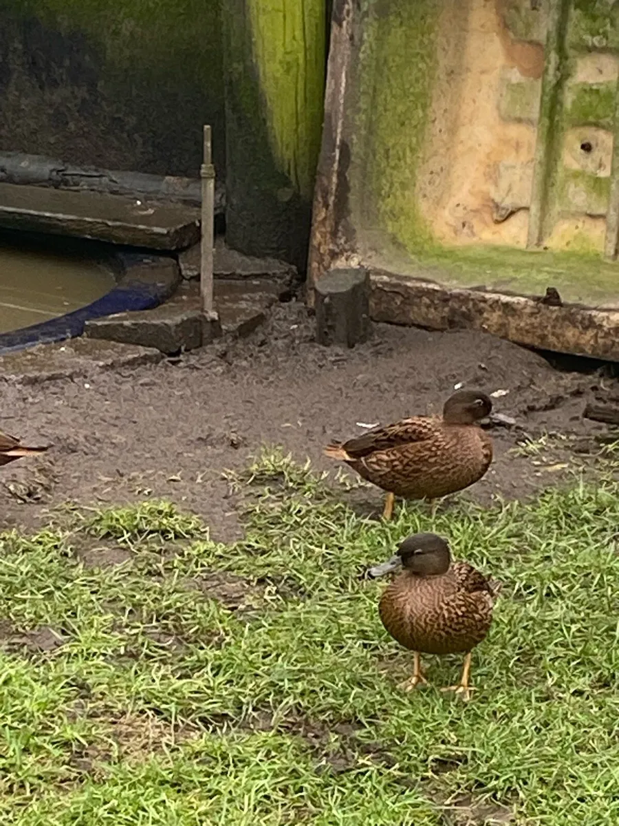 Ducks and pheasants - Image 1