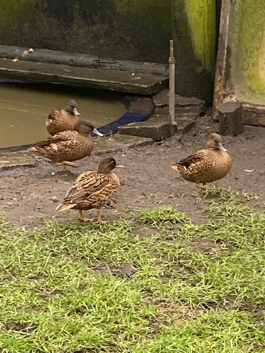 Ducks and pheasants - Image 2