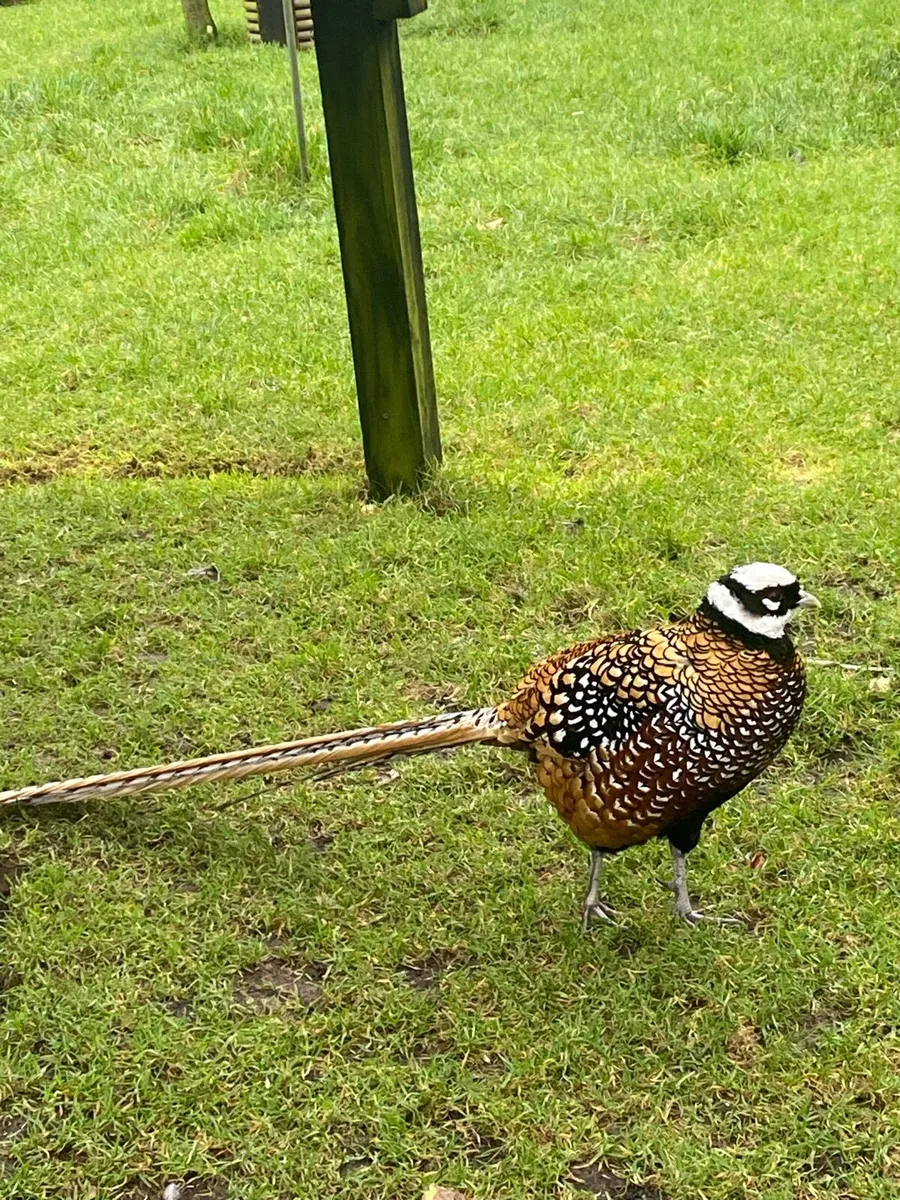 Ducks and pheasants - Image 4