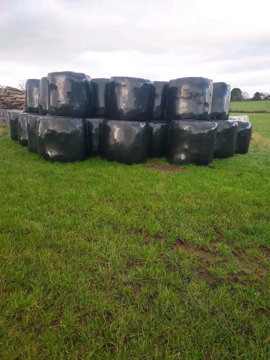 Silage - Image 2