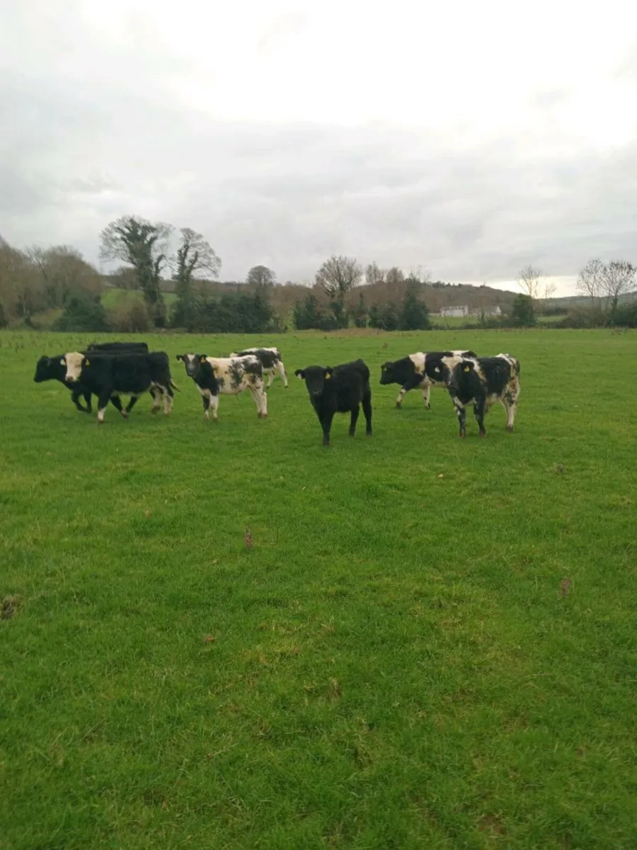 12 smashing out lying weanlings - Image 1