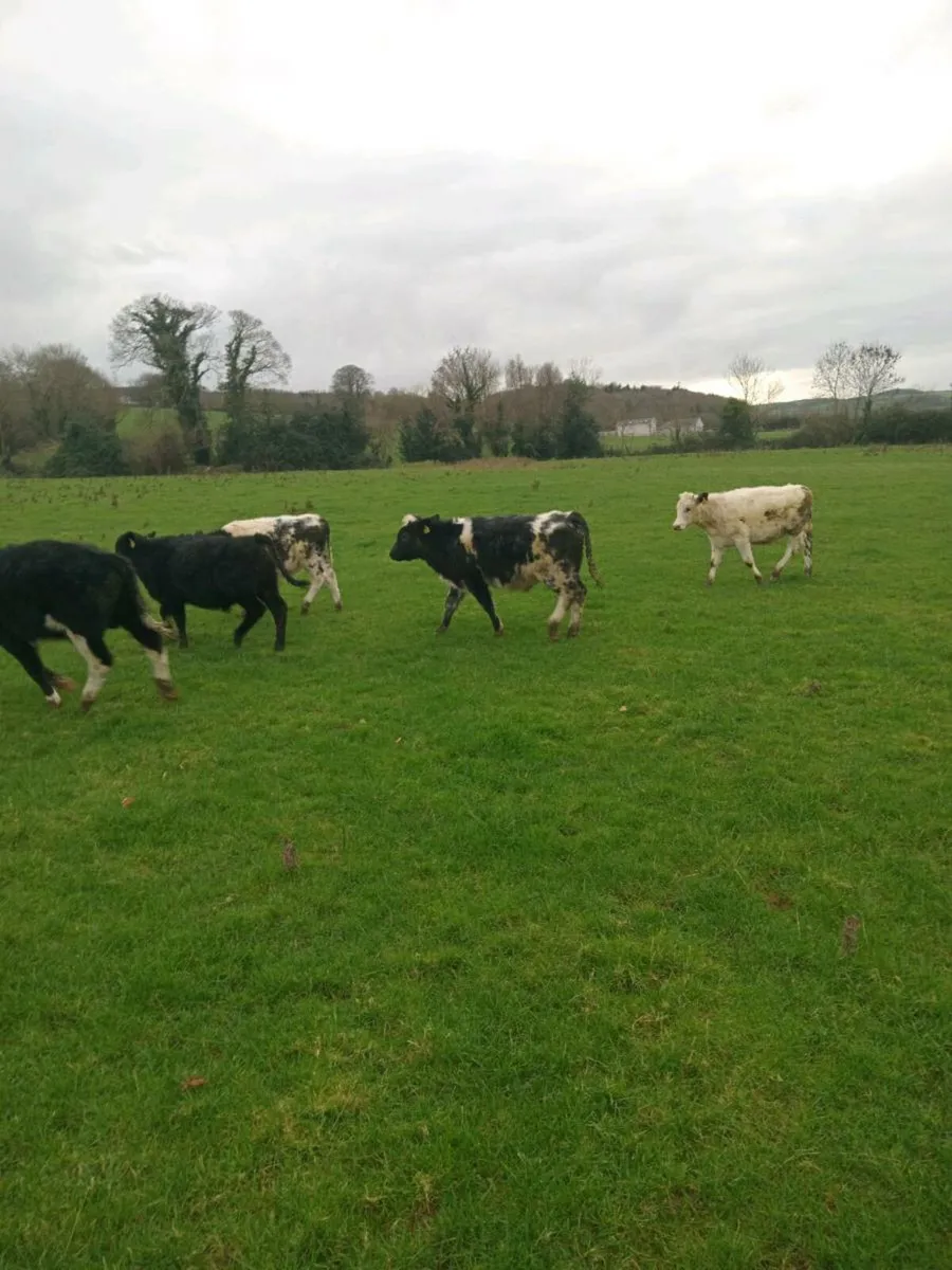 12 smashing out lying weanlings - Image 2