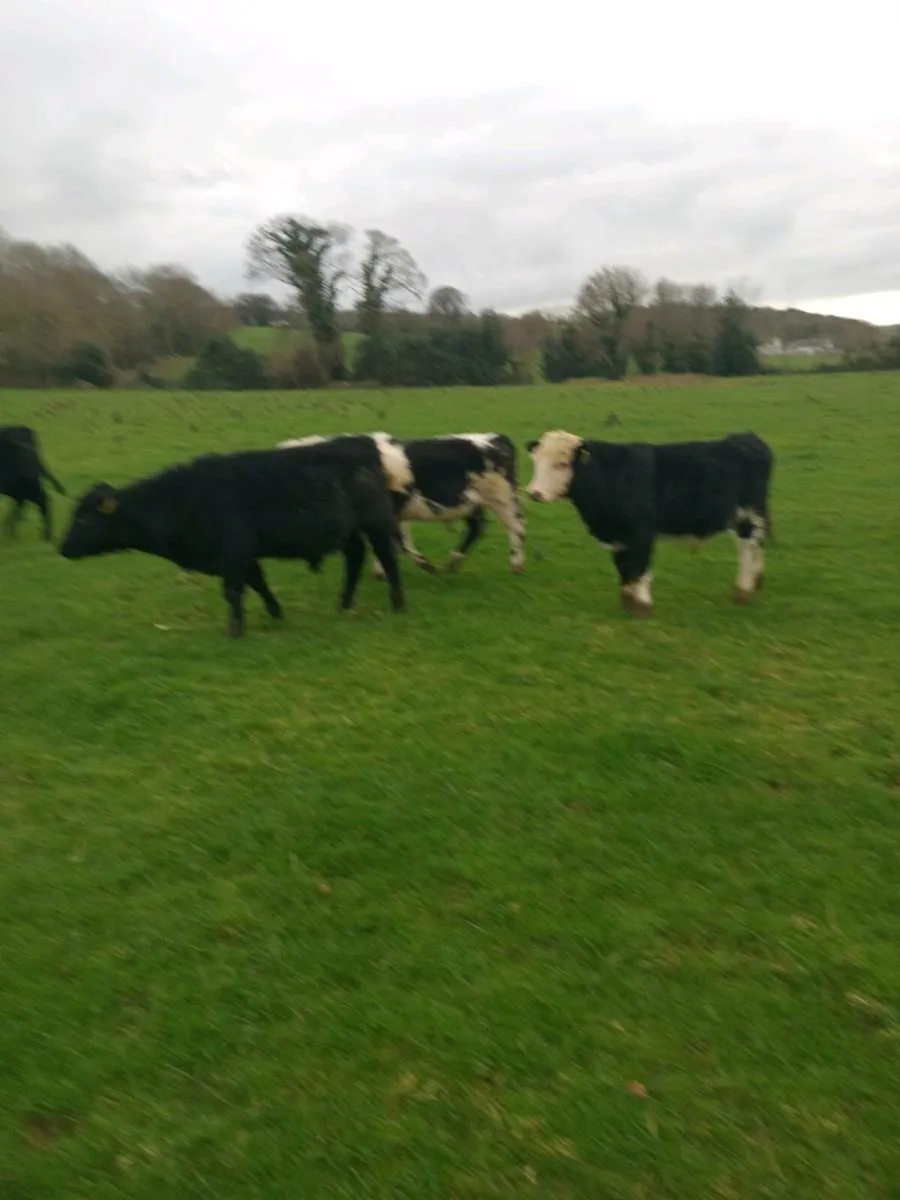 12 smashing out lying weanlings - Image 3