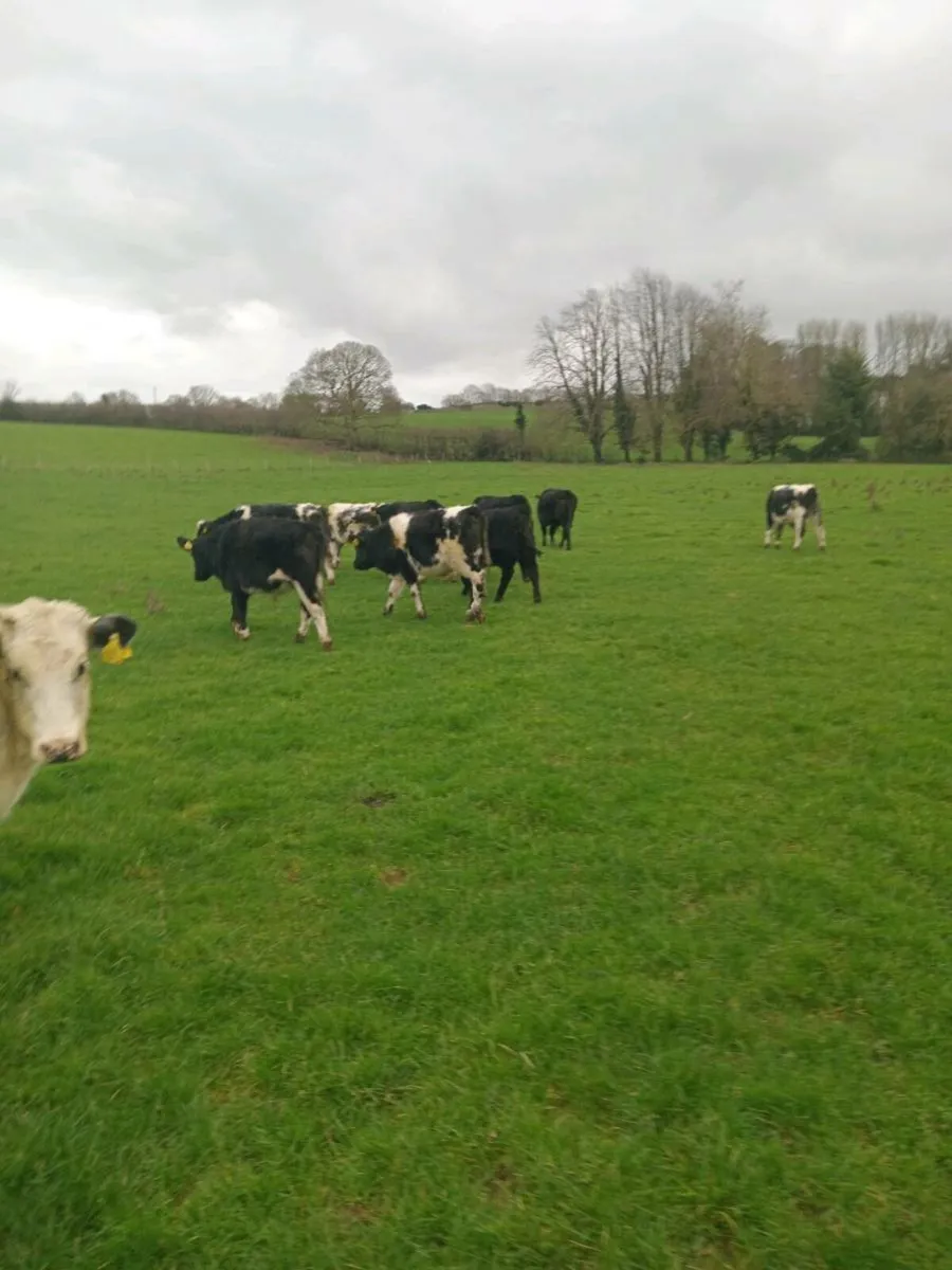 12 smashing out lying weanlings - Image 4