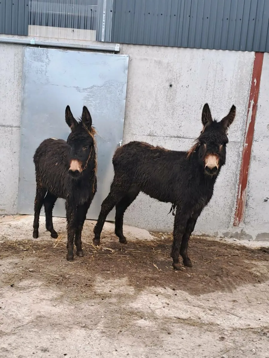 Donkeys and - Image 1