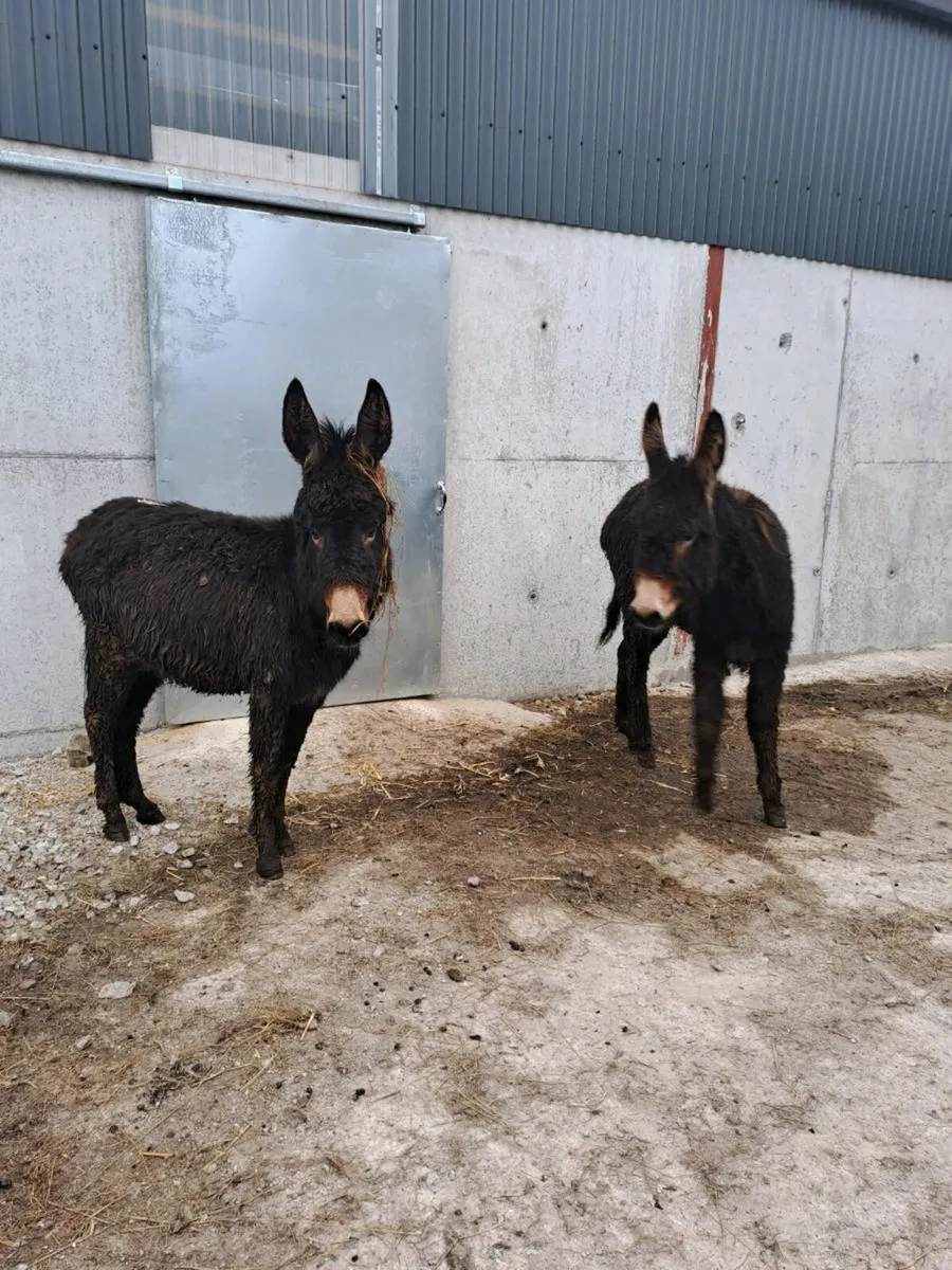 Donkeys and - Image 2