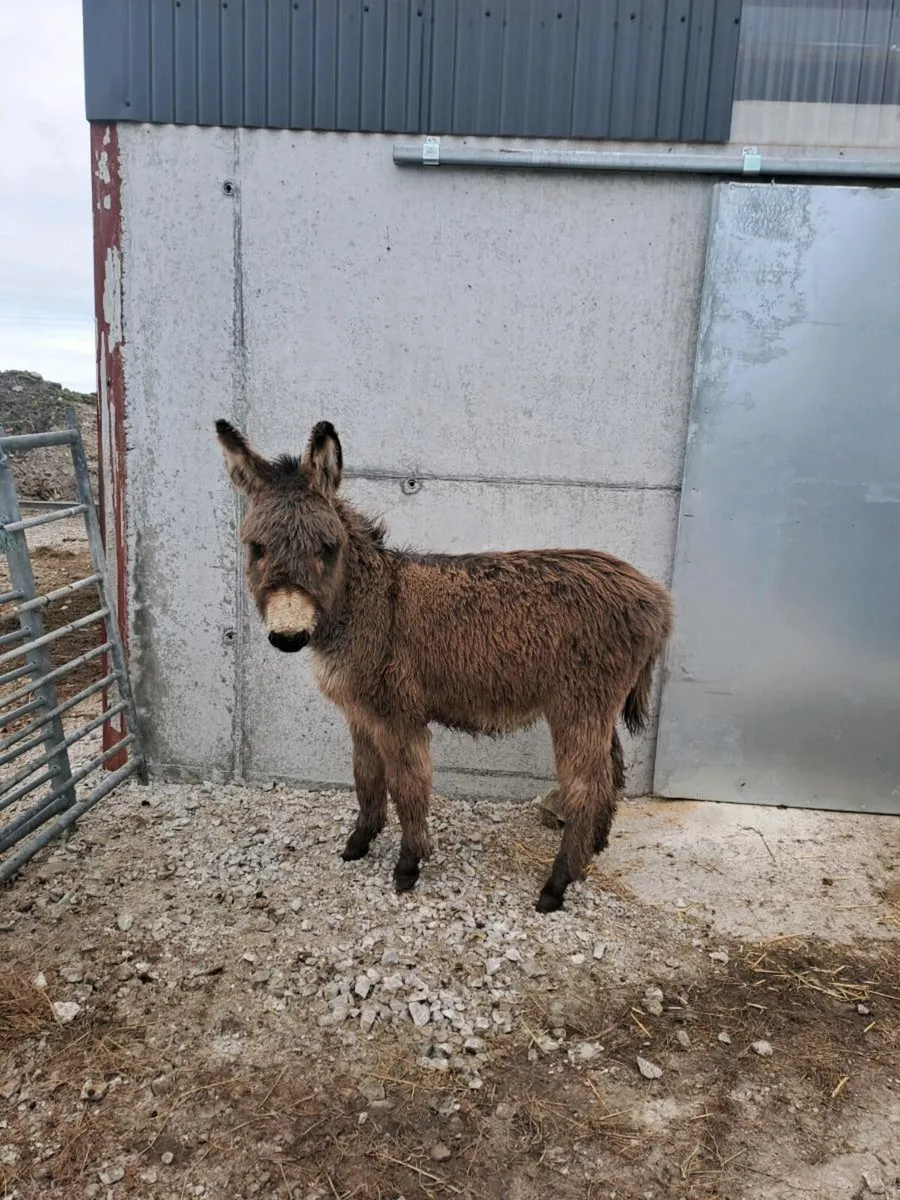 Donkeys and - Image 3