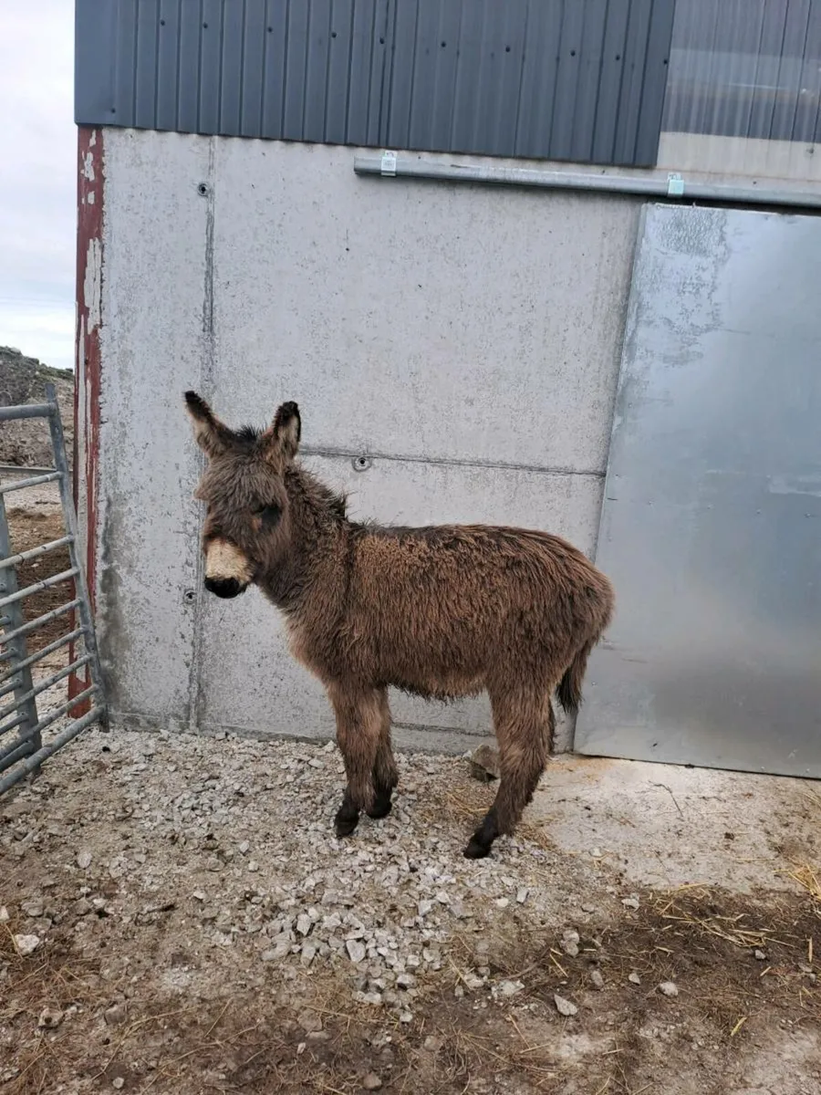 Donkeys and - Image 4