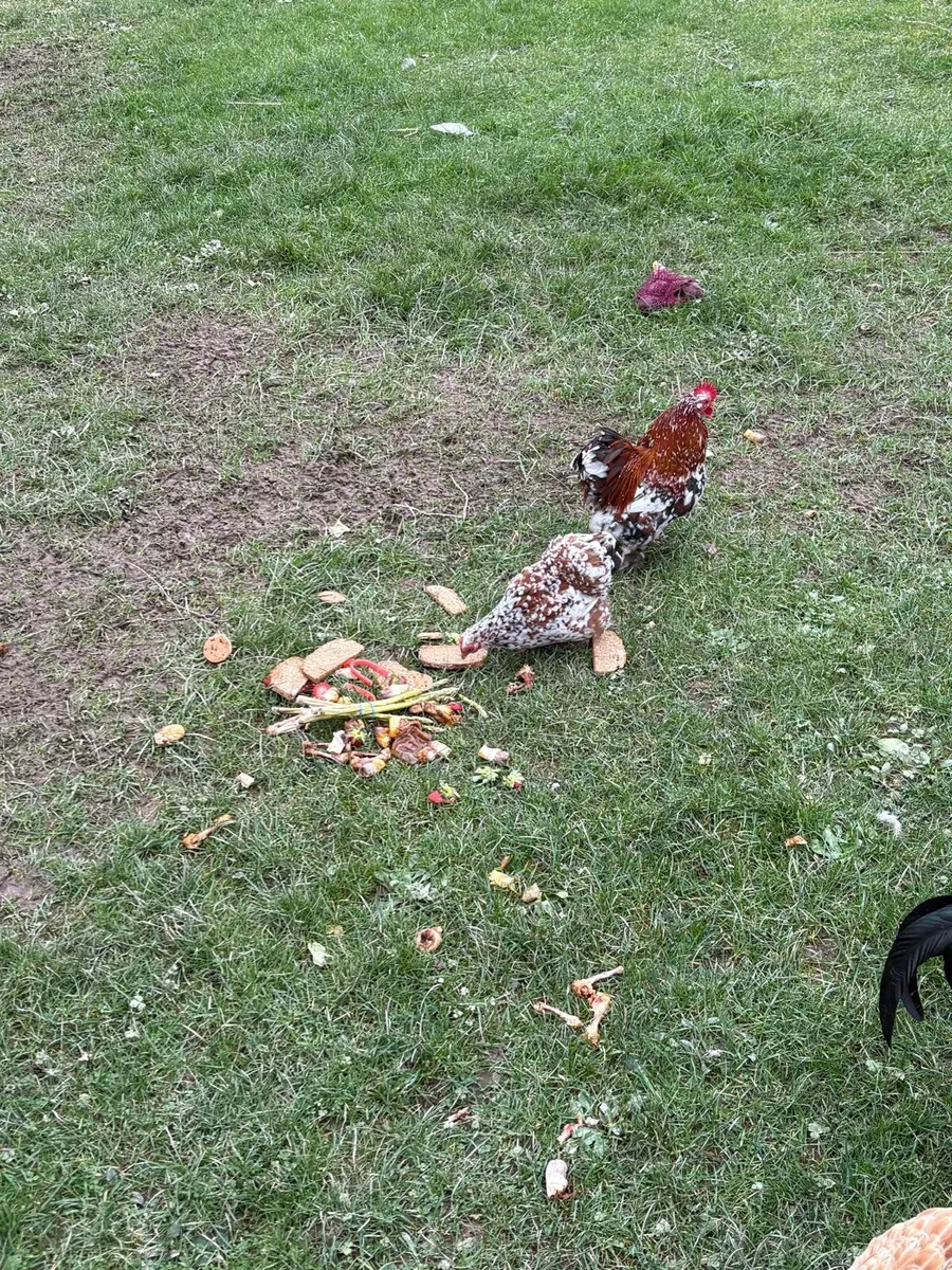 Selection of poultry - Image 2