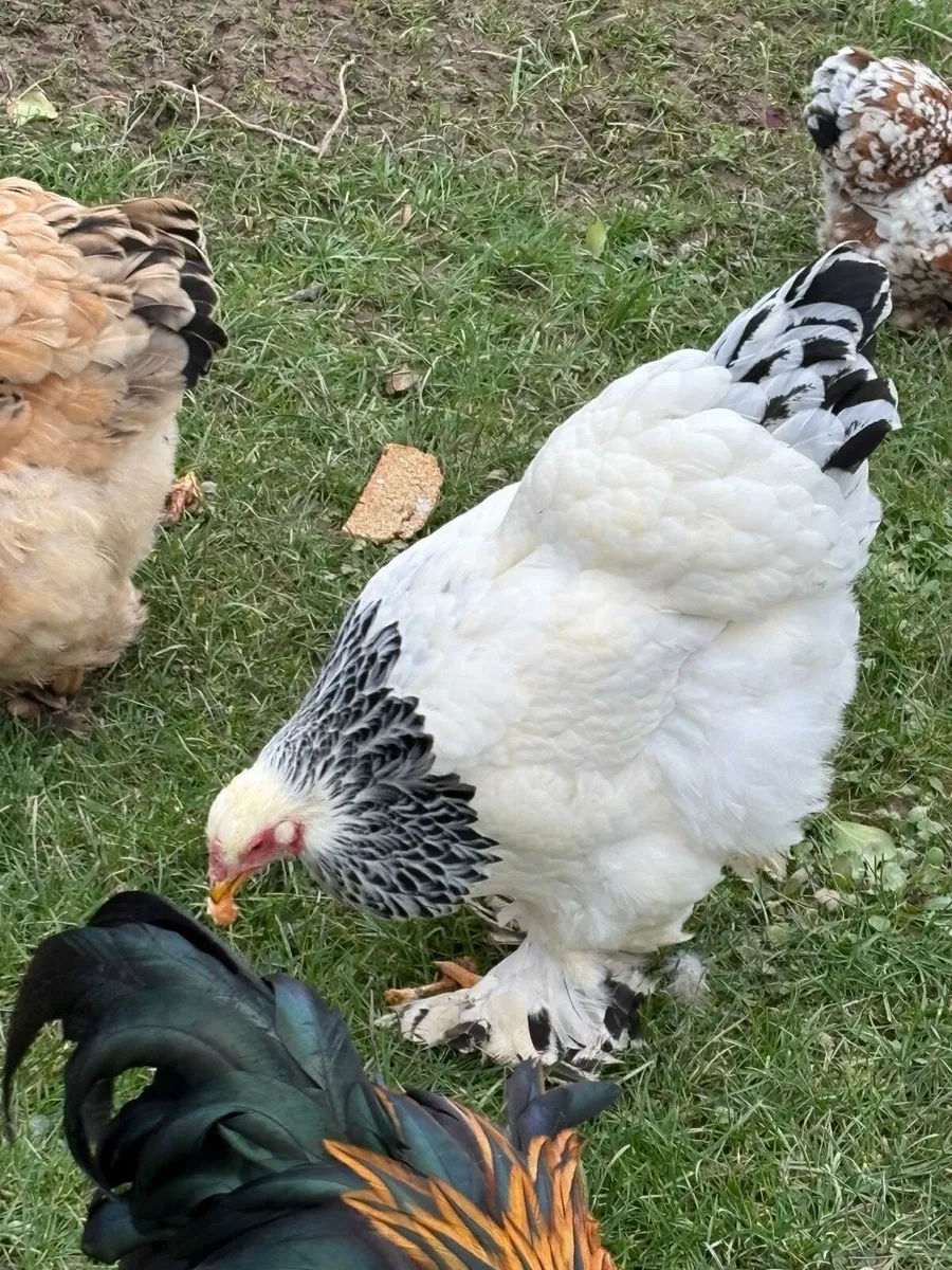 Selection of poultry - Image 1