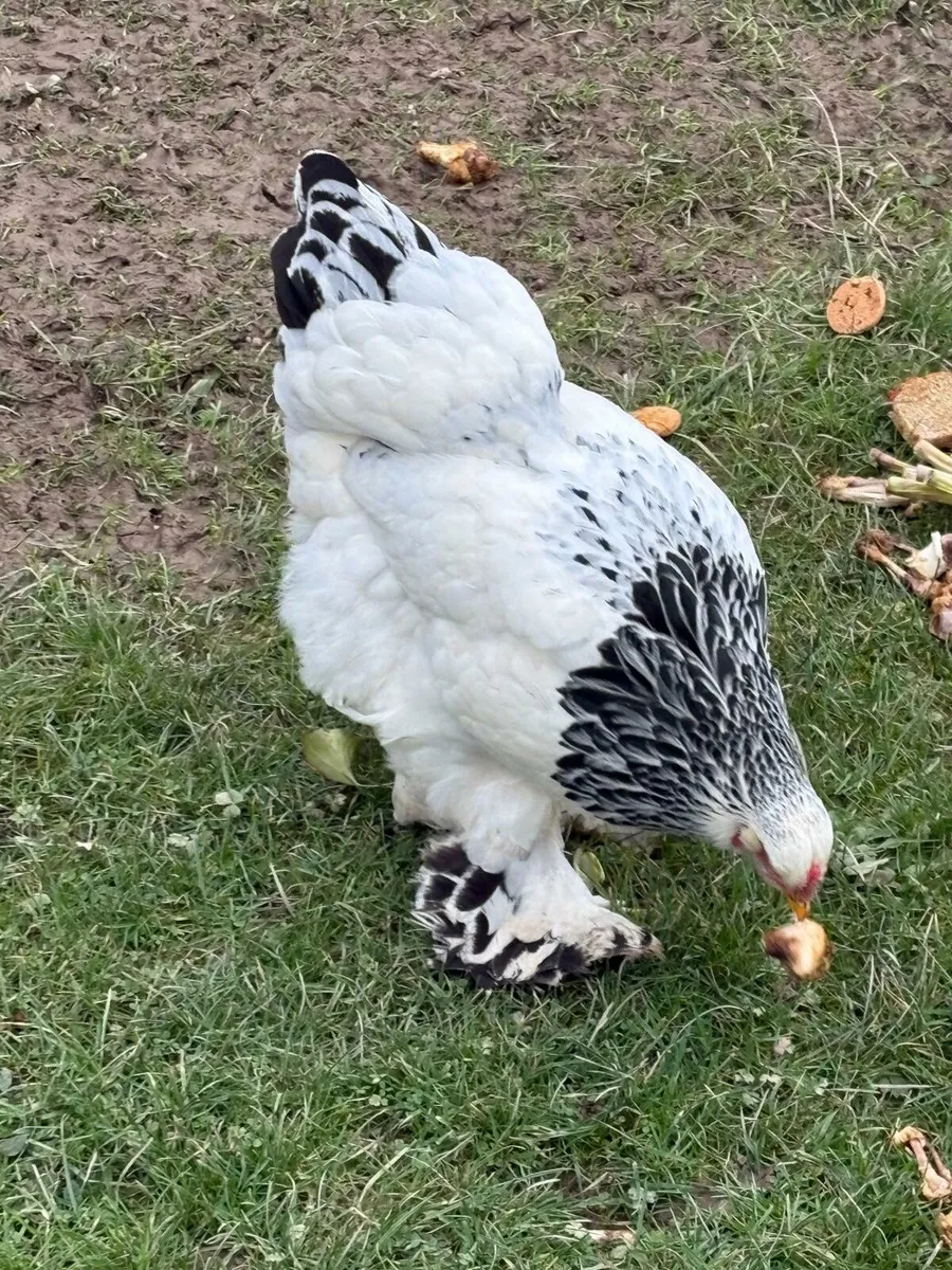Selection of poultry - Image 3