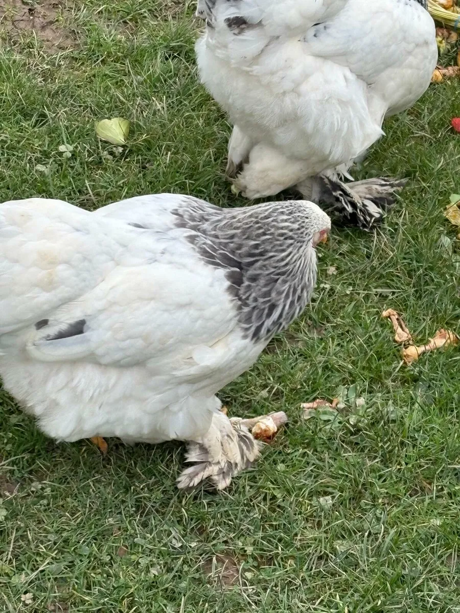 Selection of poultry - Image 4