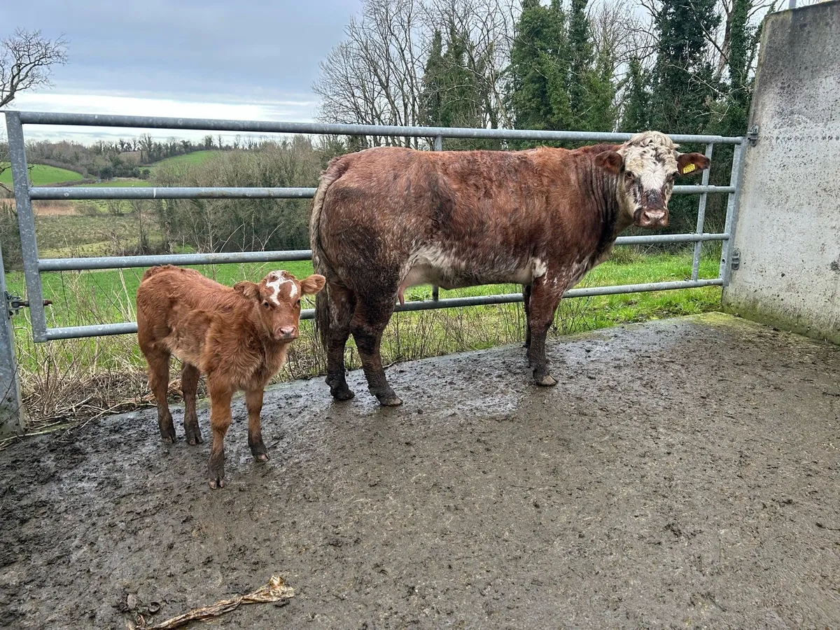Calved Heifers calves at foot - Image 1