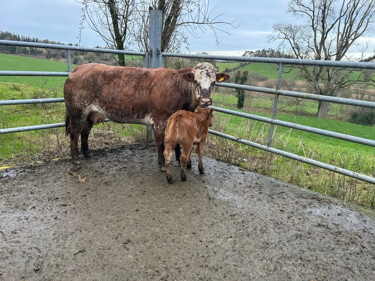 Calved Heifers calves at foot - Image 2