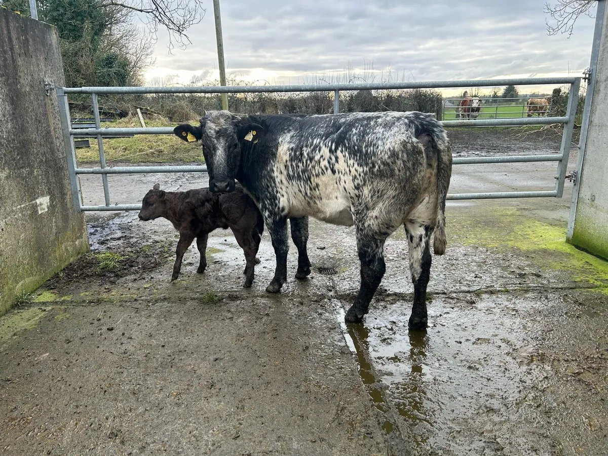 Calved Heifers calves at foot - Image 3