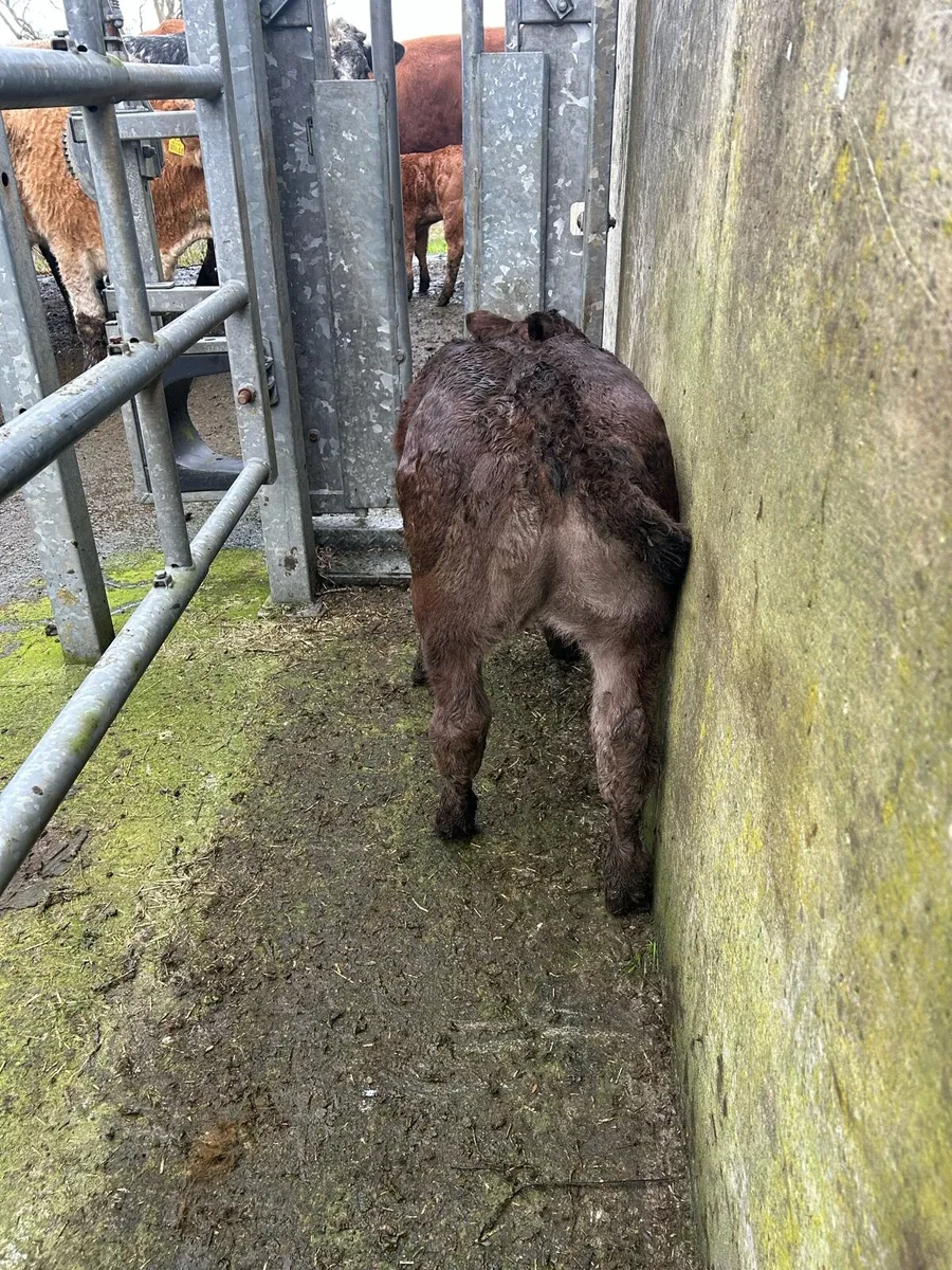 Calved Heifers calves at foot - Image 4