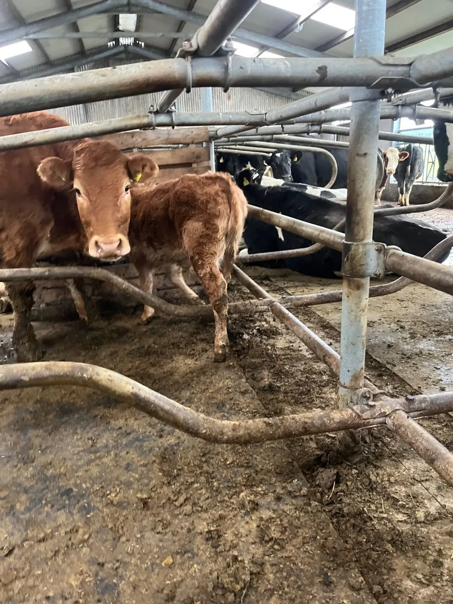 Heifer and calf - Image 1